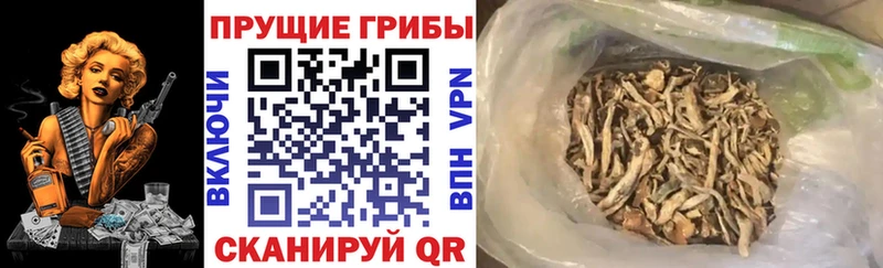 Псилоцибиновые грибы прущие грибы  Саранск 